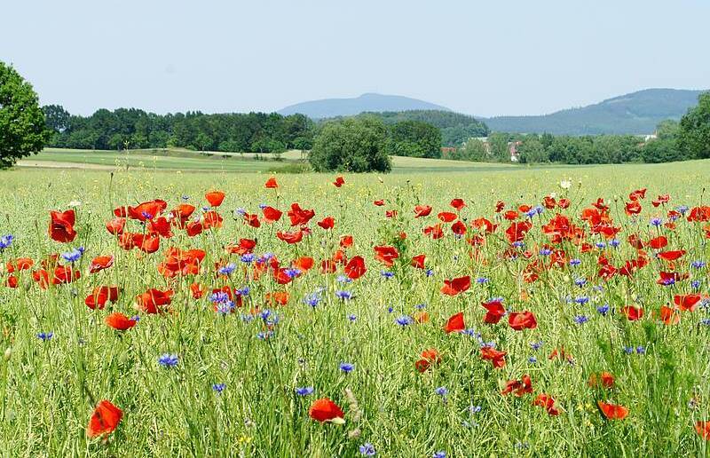 Kreisau-Reise 2012